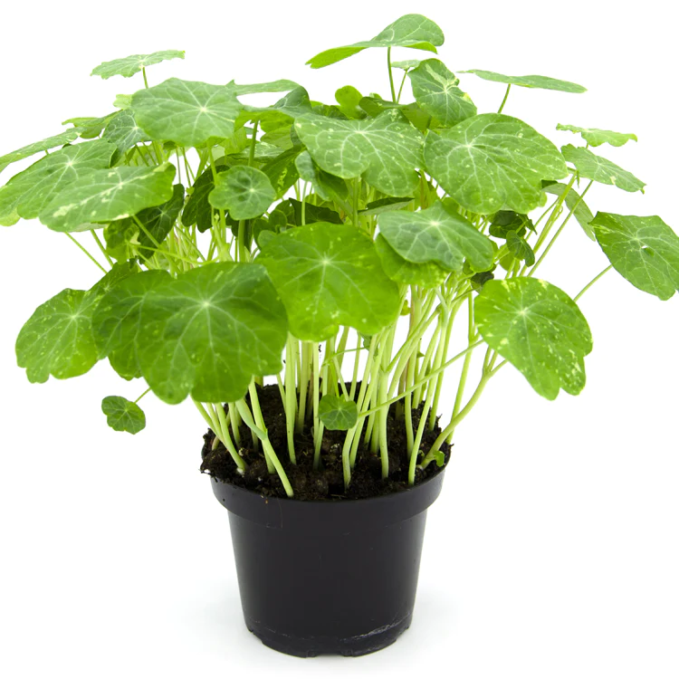 Microgreens di Nasturzio