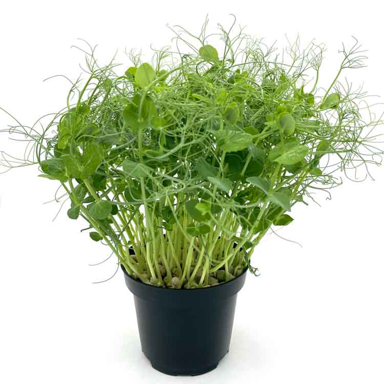 Microgreens di Pisello Verde