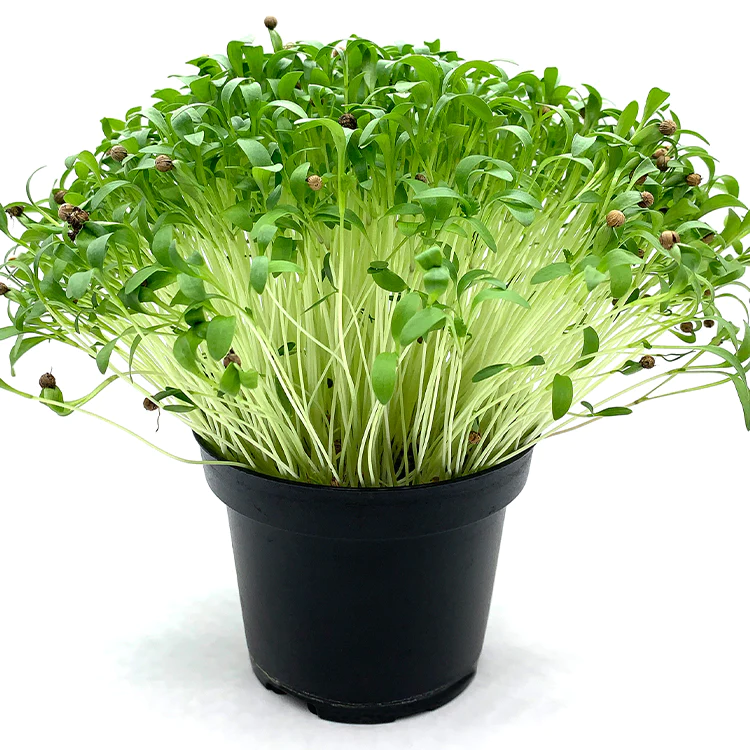 Microgreens di Coriandolo Bombei