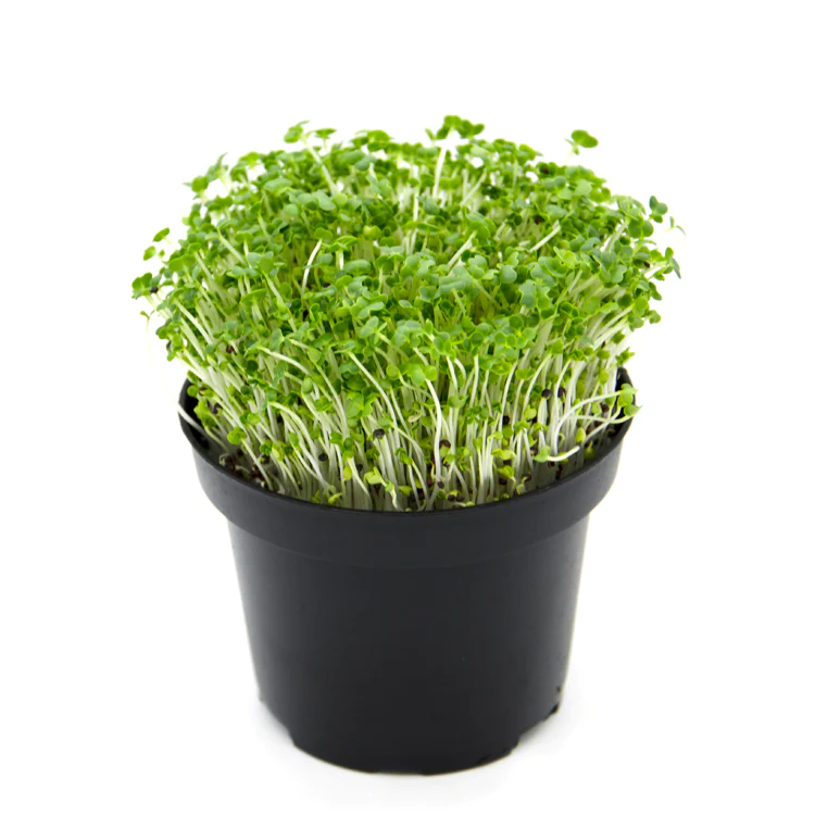 Microgreens di Pak Choi