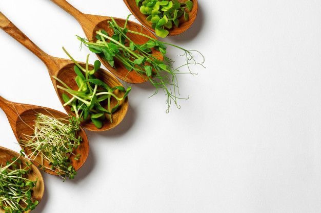 microgreens in Ticino