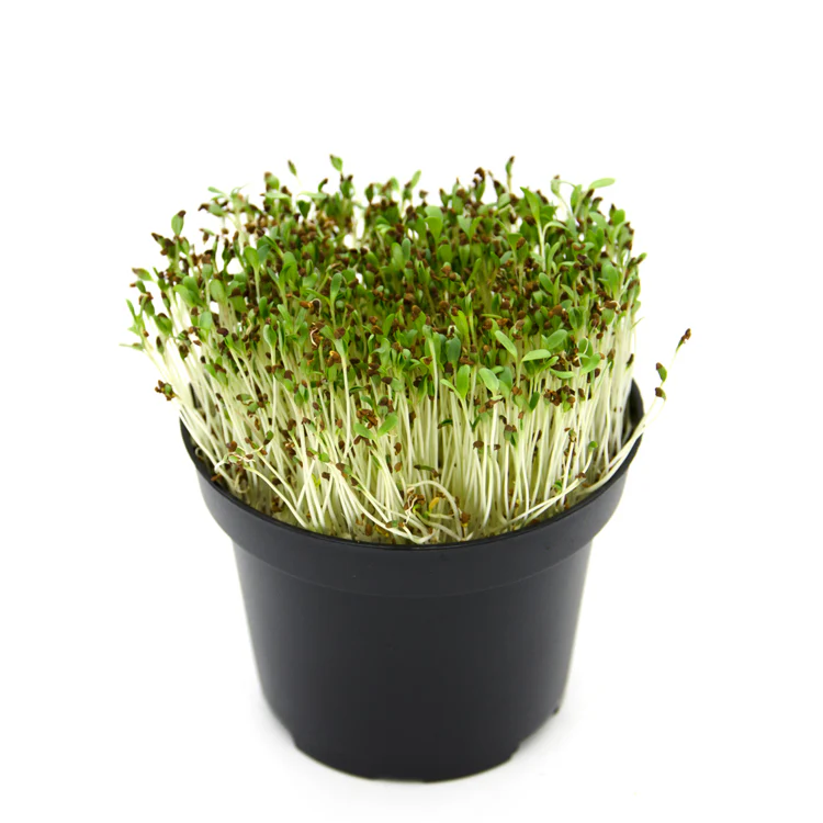 Microgreens di Erba Medica