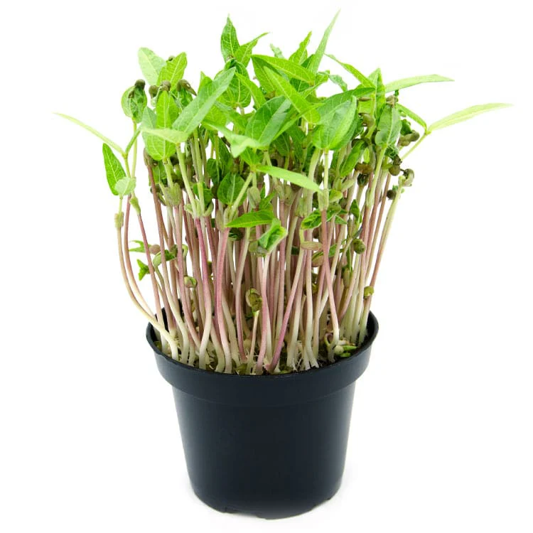 Microgreens di Fagiolo Mungo