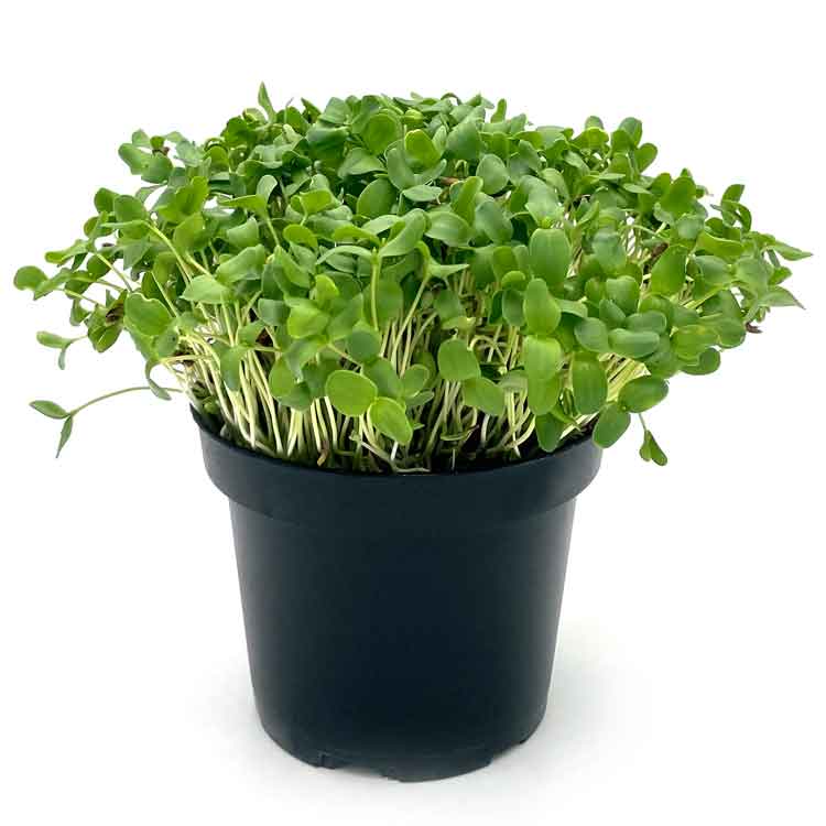 Microgreens di Lino Bruno