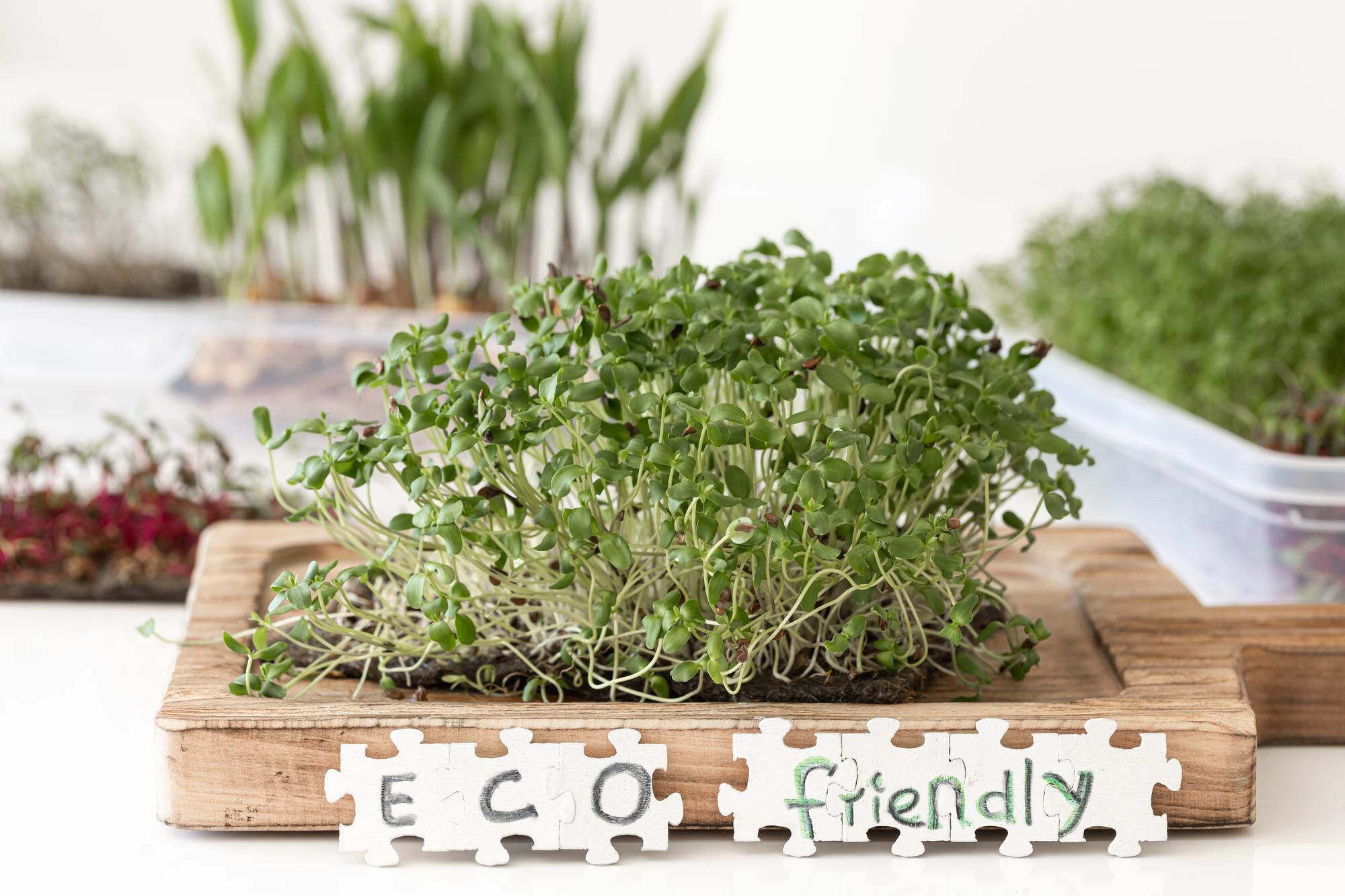 Microgreens fonte di energia naturale