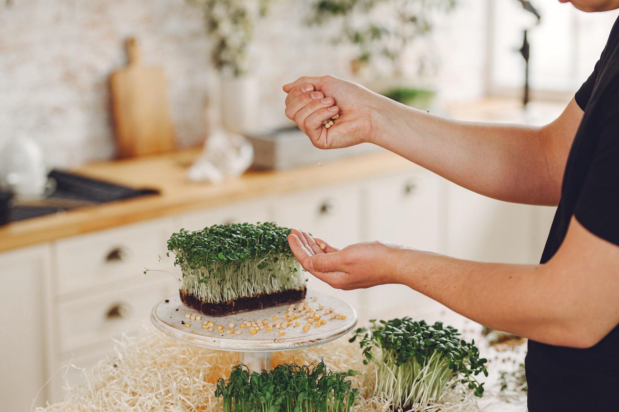 microgreens in cucina