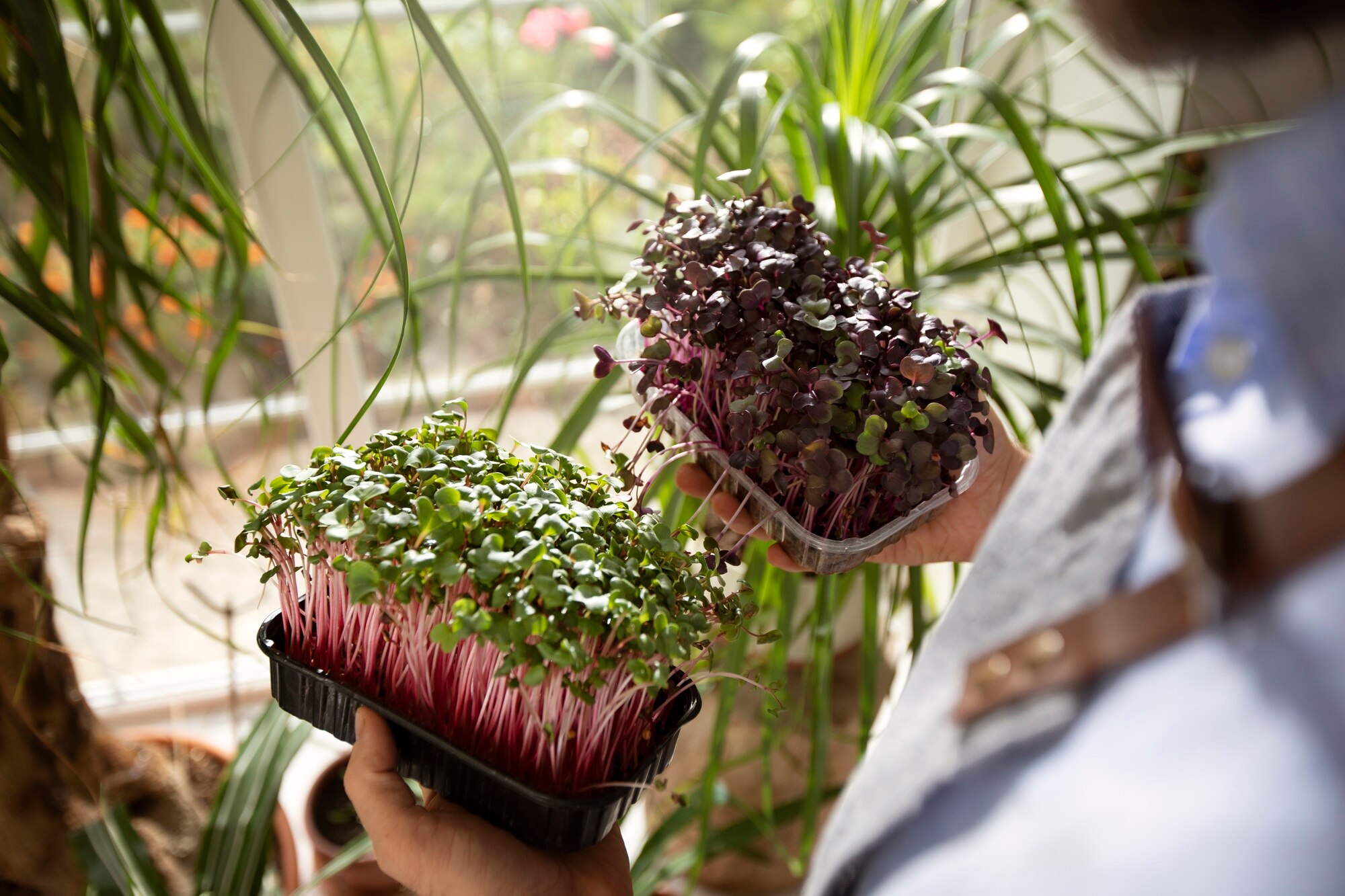 microgreens e salute